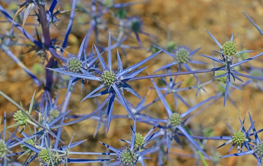 Eryngium bithynicum, is a type of thorn from the Apiaceae- Maydanozgiller family.