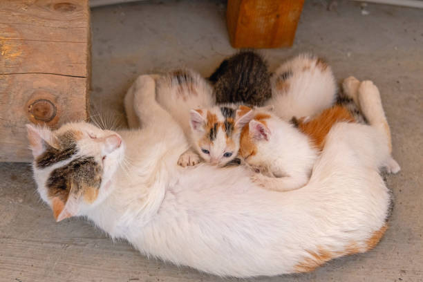 istock Newborn Kittens With Mom 1405842456