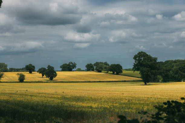 paisaje de campos dorados de verano reino unido - uk beauty in nature worcestershire vale of evesham fotografías e imágenes de stock