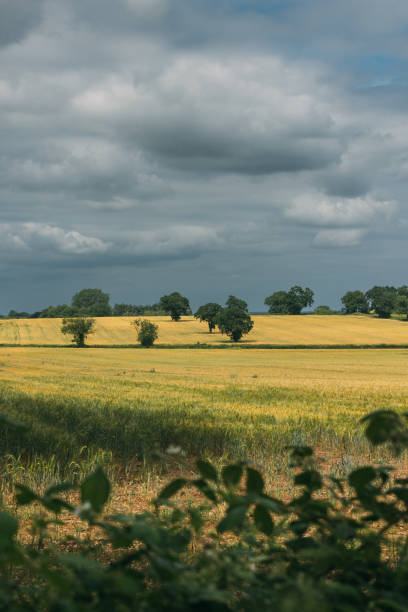 paisaje de campos dorados de verano reino unido - uk beauty in nature worcestershire vale of evesham fotografías e imágenes de stock