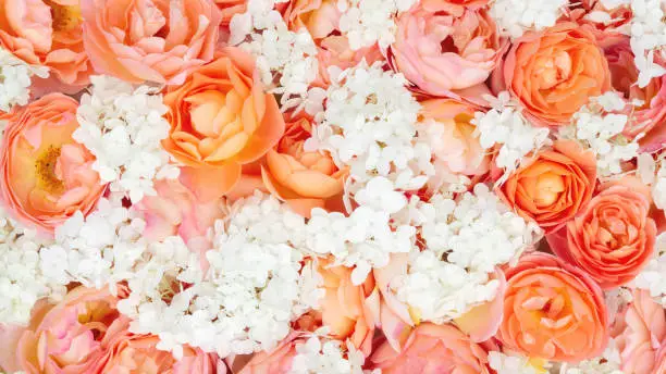 Solid texture with real rose and hydrangea flowers in orange hues. Botanical background for floral design templates with copy space.