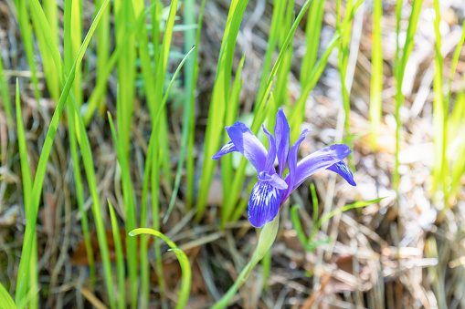 Wild blue iris flower among green grass in sunny rays