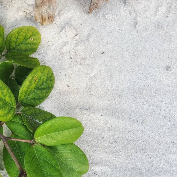 Mangrove leaves on beach sand