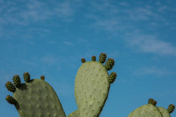 istock Cactus Opuntia on the blue sky background 1405845385