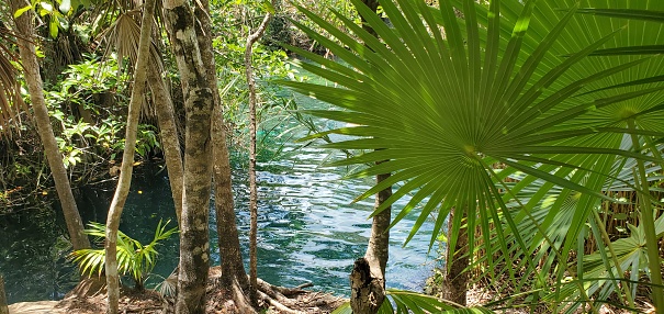 Tropical Cenote Escondido Landscape in Tulum Mexico
