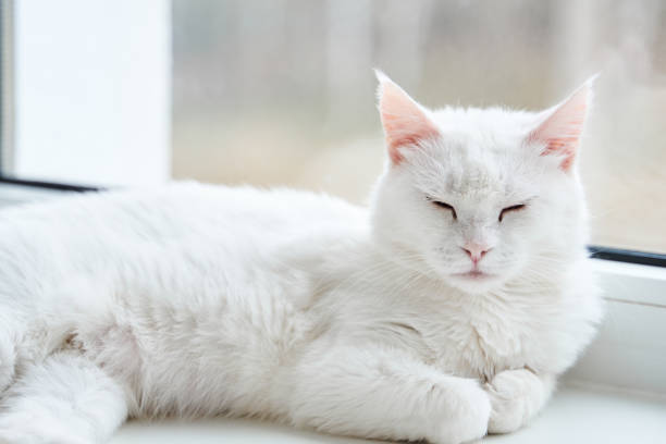istock White cat with with blue and green eyes. Turkish angora. 1405847857