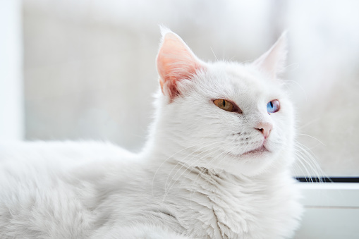 Kucing Putih Dengan Mata Biru Dan Hijau Angora Turki Foto Stok - Unduh