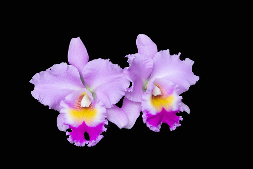 Pink cattleya orchid blossoms against a black background