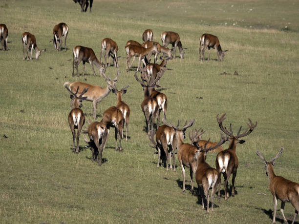 istock European deer portrait in summer 1405848835