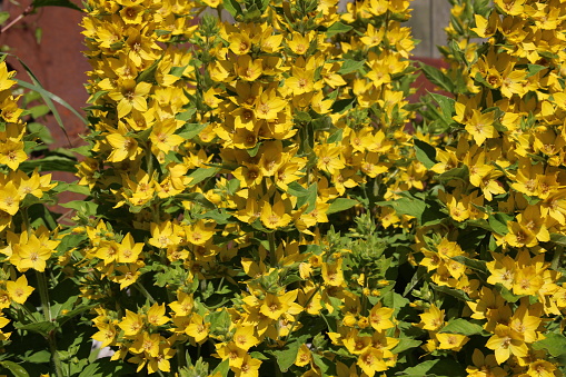 sunny flowers