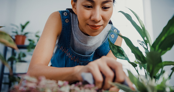 Close up of young Asian woman caring for cleaning leaves in the morning at home. Home gardening concept.