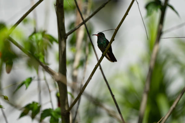 grüner kolibri auf einem ast. tierische themen - nature animal themes wildlife outdoors stock-fotos und bilder
