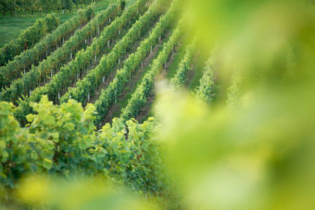 big vineyard with copy space - napa valley vineyard autumn california imagens e fotografias de stock