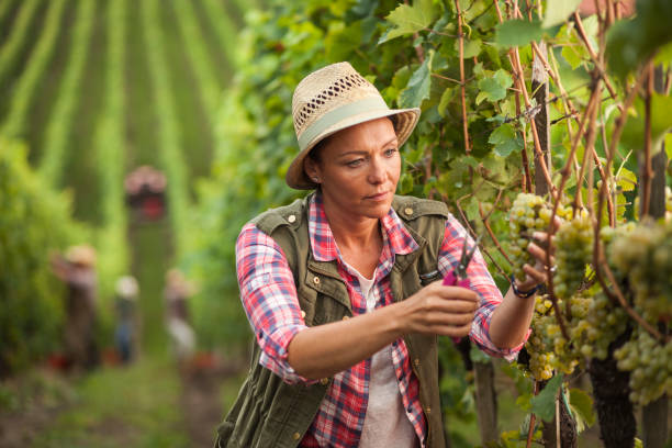 istock Woman picking grapes in vineyard 1405852629