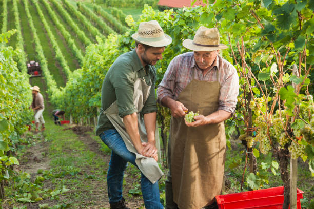 istock Senior vintner teaching his son about grapes 1405852650