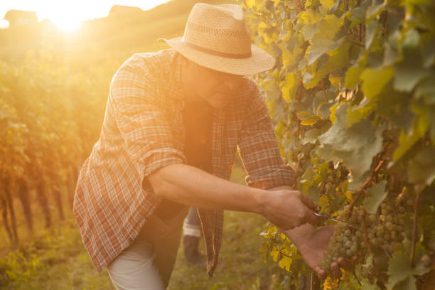 istock Harvesting grapes on an autumn evening 1405852671