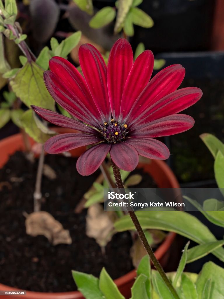 Marguerite Rouges Dans Pot Red Cap Marguerite In Planters Pot Stock Photo - Download Image Now ...