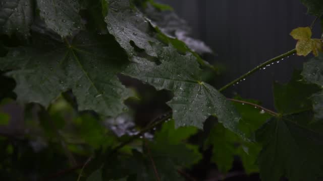 Maple leaves in raindrops on the wind after a thunderstorm