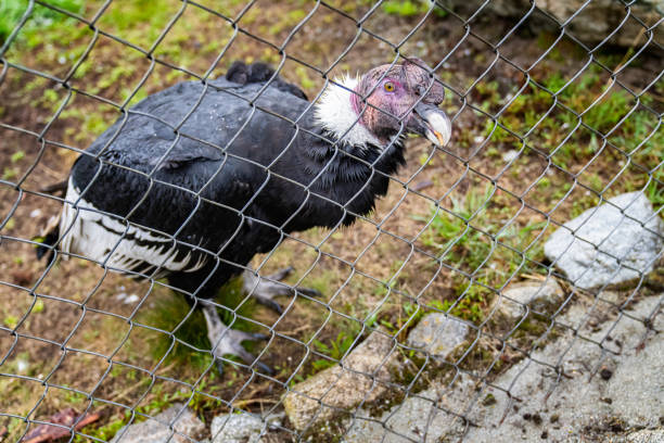 Andean Condor in wild reserve. Merida State, Venezuela