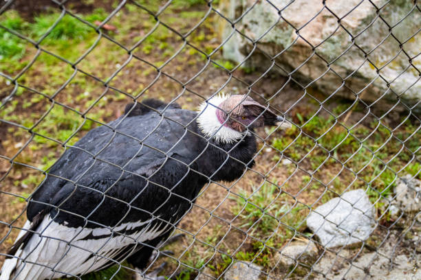 Andean Condor in wild reserve. Merida State, Venezuela