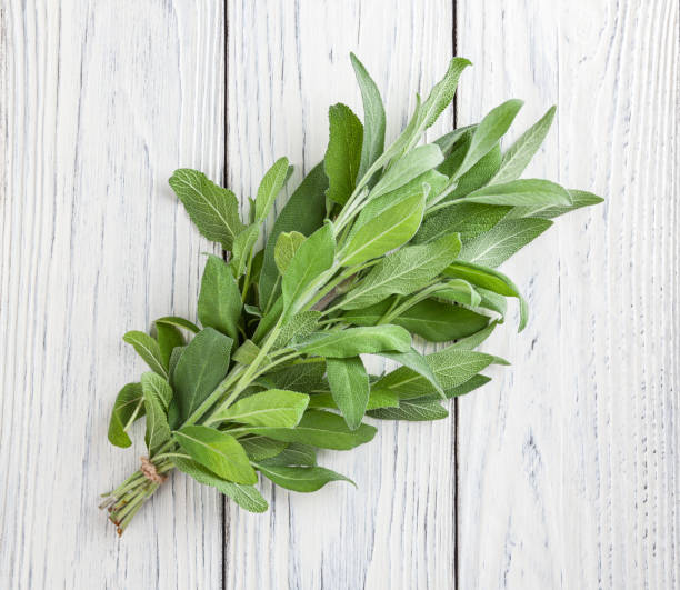 Bunch of fresh sage on white wooden background