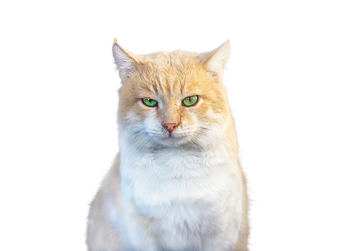 Beautiful ginger cat  looking at camera outdoor, close up portrait. Isolated on white background.
