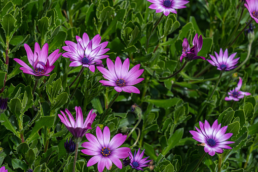 Dimorphotheca Purple Purple Dimorphotheca In Natural Environment With Green Background Stock ...