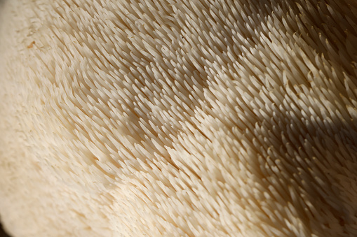 Close up of Lions head mushrooms