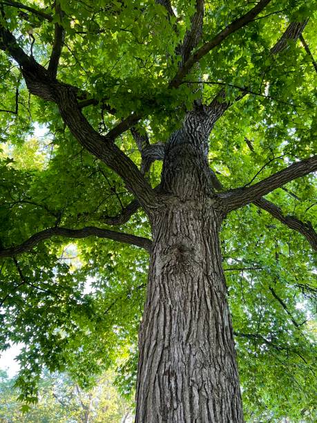 istock Sweet Gum Tree in Summer 1405860499