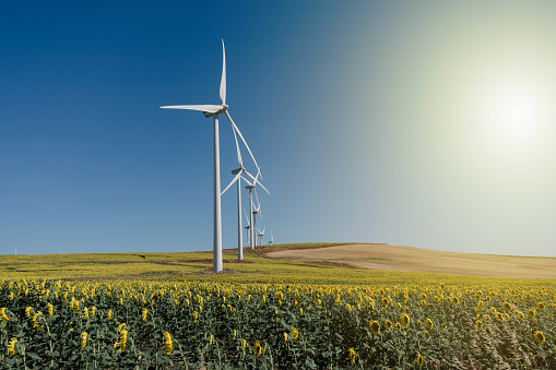 landscape of wind turbines in a sunflower field at sunset.