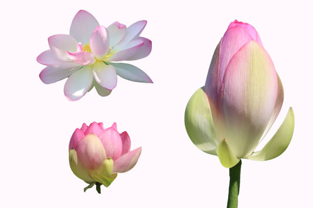 istock nature flower flowered lotus and bud- 1405863495