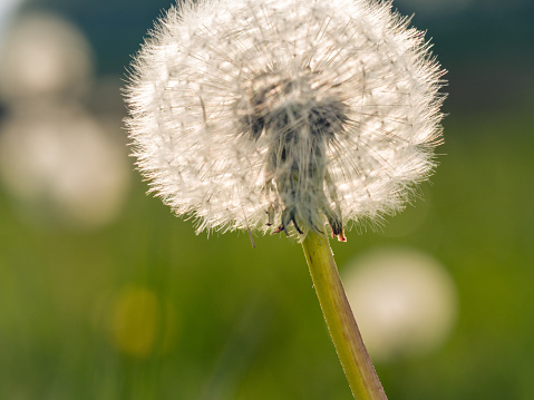 macro shot of a single dandelion, background with bokeh and intentional blur. a typical sight on the meadows and field edges