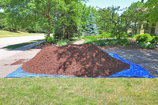 A large heap of walnut mulch on front yard