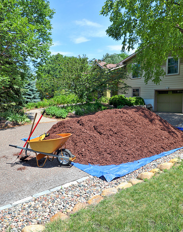 A large heap of walnut mulch and wheelbarrow on front yard