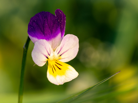 closeup of a white yellow violet on a field edge. Grass and other flowers in the background in bokeh and intentional blur.