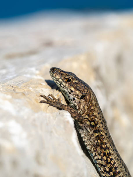 istock macro shot of a lizard sunning itself on a brick wall 1405864045