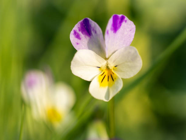 Heartsease close-up. Selective focus (shallow depth of field).