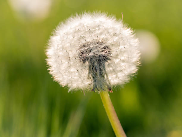 istock a dandelion bloom in the soft sunlight 1405864120