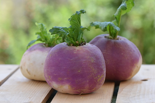 Horizontal photo turnips group of pink and white round vegetables aliment bulbs. Healthy cooking, Brassica, vegetable garden mission