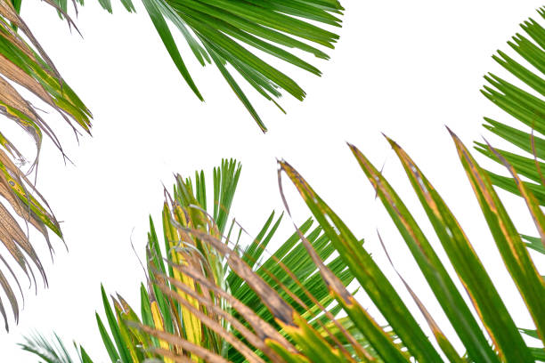 istock Green tropical leaves isolated on white background with space for text 1405865538