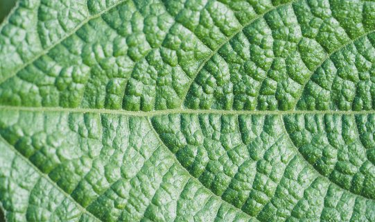Bean plant, Green leaves in macro photography