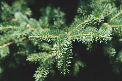 Close up of pine needles