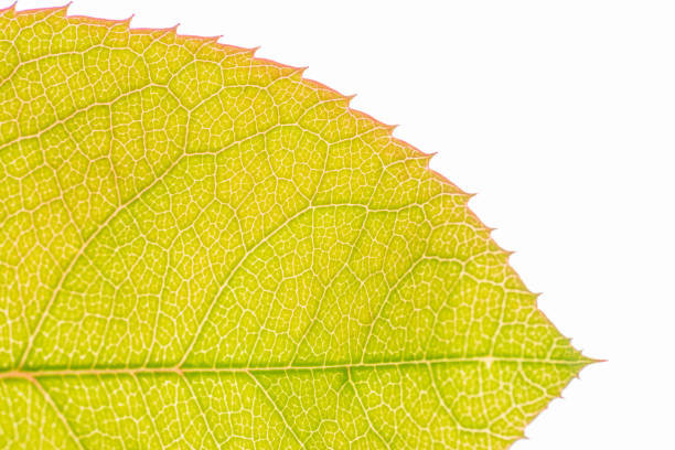 istock Leaf veins on rose leaves with serrated pink edges 1405867324