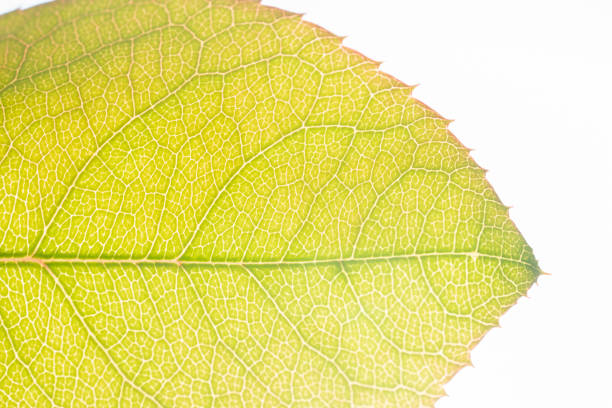Leaf veins on rose leaves with serrated pink edges