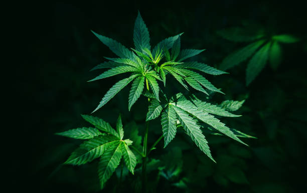 istock Bush of medicinal marijuana on a dark background. 1405867525
