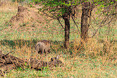 gemeines-warzenschwein-in-savanne-im-ser