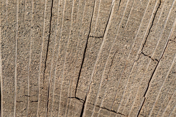 Macro image of a light wood at the cut place.