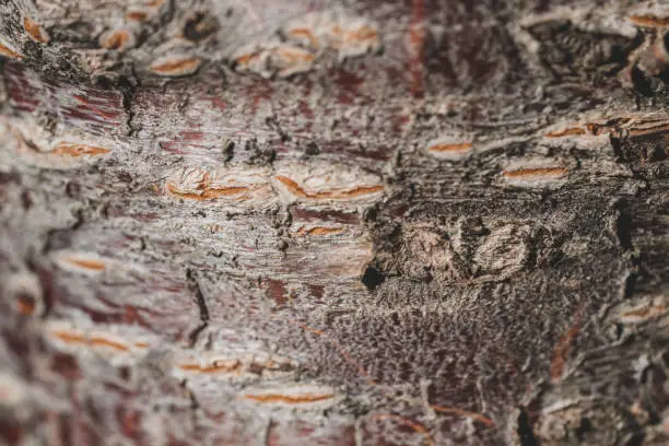 Striped bark of red cherry tree trunk on blurred summer background of green nature.