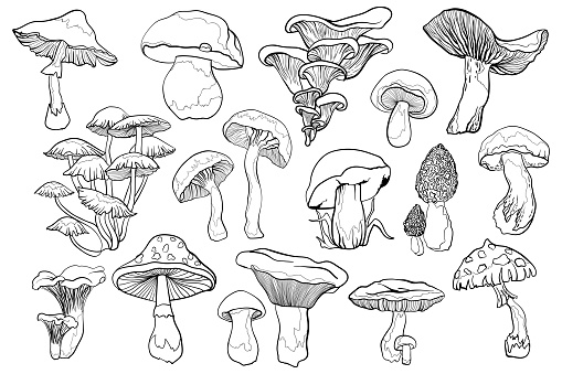 Outline illustrations of mushrooms. Contour black line mushroom. Black and white illustration.
