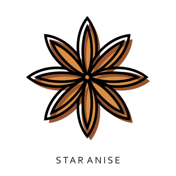 Vector image of star anise on a white background. Vector image of star anise on a white background. star anise stock illustrations